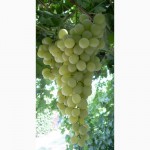 Саженцы и черенки комплексно устойчивых сортов винограда