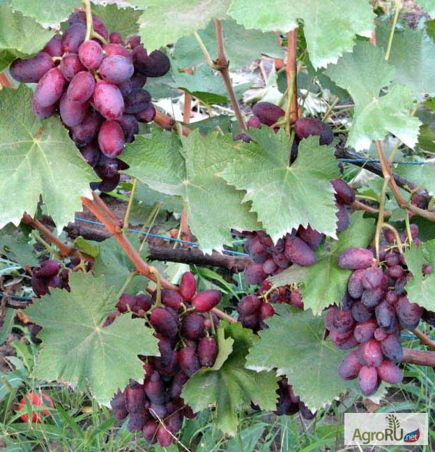Фото 5. Саженцы и черенки комплексно устойчивых сортов винограда