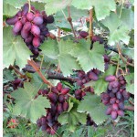Саженцы и черенки комплексно устойчивых сортов винограда