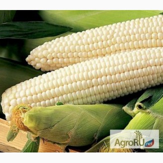 Продам белую кукурузу: крупа, мука, зерно собственного производства