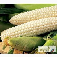 Продам белую кукурузу: крупа, мука, зерно собственного производства