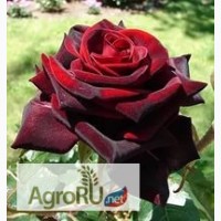 Продам саженцы роз чайно-гибридных, плетистых, парковых и спрей (с 2 апреля 2017)