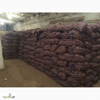 Картофель семенной оптом от производителя различных сортов, 11 р/кг