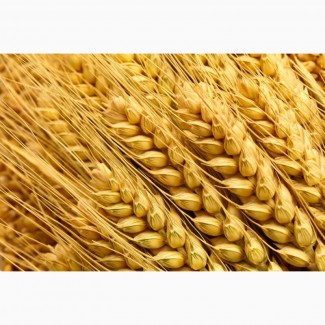 Семена озимой пшеницы Безостая 100, Граф, Кавалерка, Одари