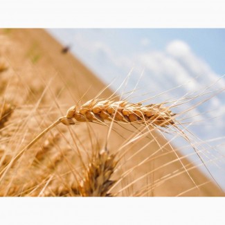 Семена озимой пшеницы Сила, Сварог