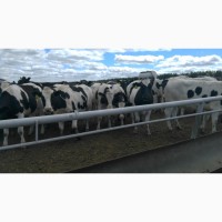Продажа коров дойных, нетелей молочных пород в Воронеж