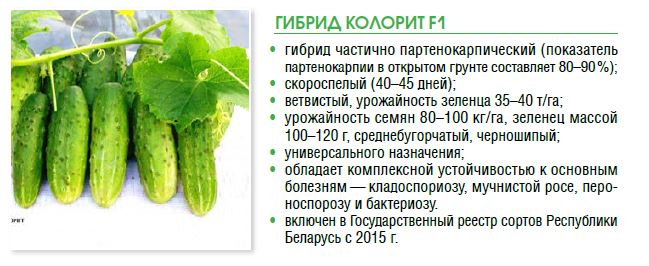 Семена огурца, сорта белорусской селекции