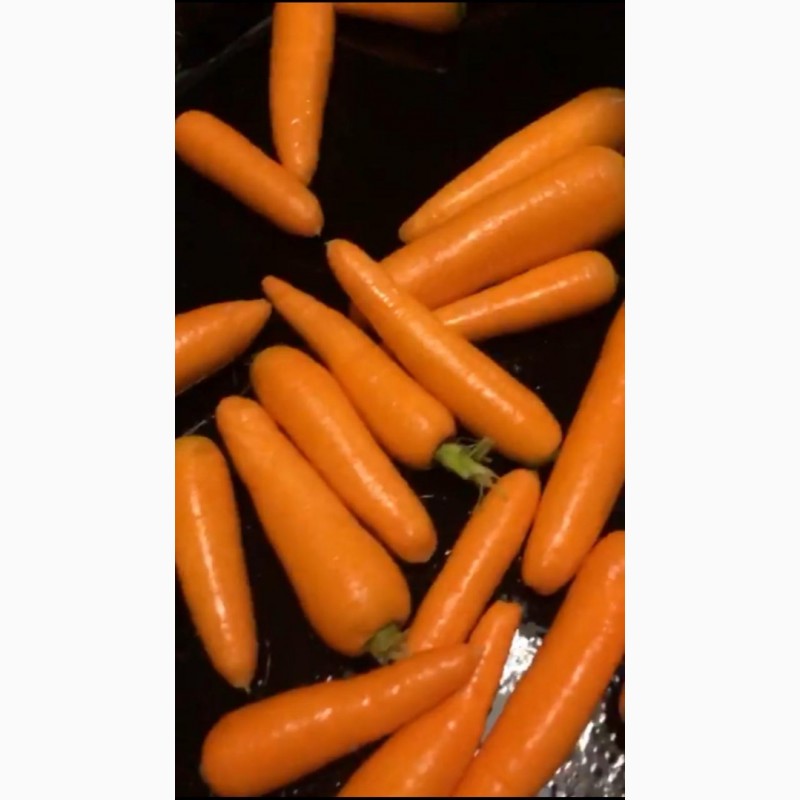 Фото 3. Морковь оптом урожай 2020 г. от производителя