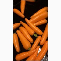 Морковь оптом урожай 2020 г. от производителя