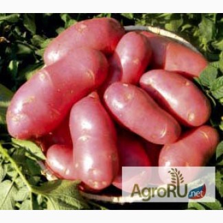 Семенной картофель из Беларуси по всей России