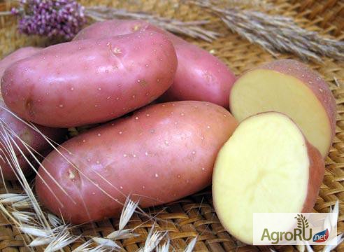 Фото 2. Семенной картофель из Беларуси по всей России