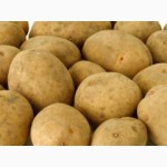 Семенной картофель из Беларуси по всей России