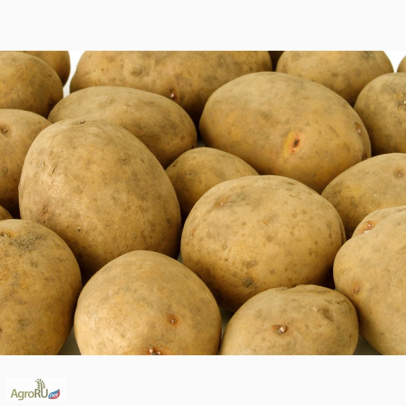 Фото 4. Семенной картофель из Беларуси по всей России
