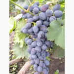 Саженцы и черенки винограда со ставропольской возвышенности