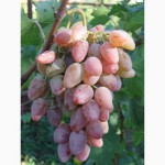 Саженцы и черенки винограда со ставропольской возвышенности