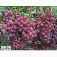 Саженцы и черенки (чубуки) винограда псковщины