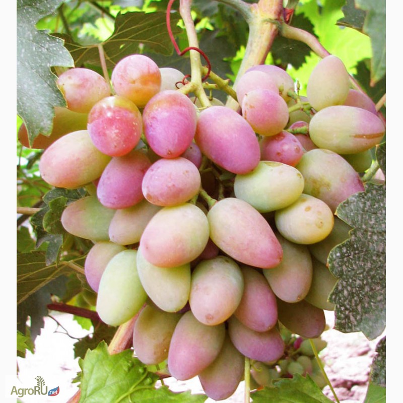 Фото 3. Саженцы и черенки (чубуки) винограда псковщины