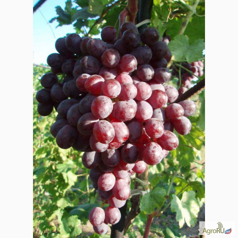 Фото 5. Саженцы и черенки (чубуки) винограда псковщины
