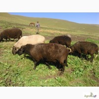 Овцематки Карачаевские