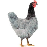 Цыплята кур Доминант с цветным и обычным яйцом