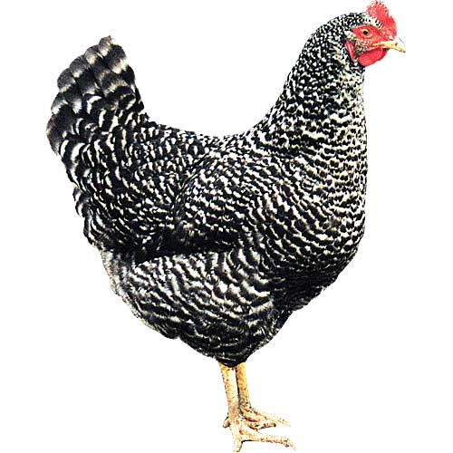Фото 7. Цыплята кур Доминант с цветным и обычным яйцом