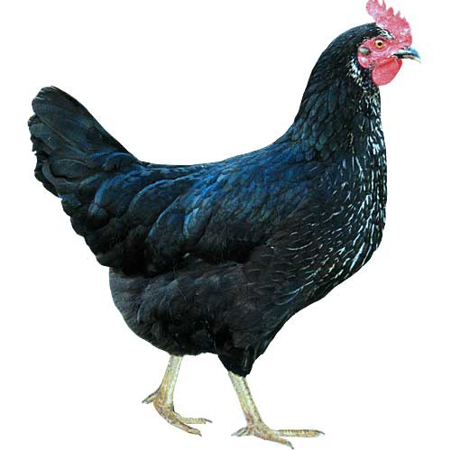 Фото 10. Цыплята кур Доминант с цветным и обычным яйцом
