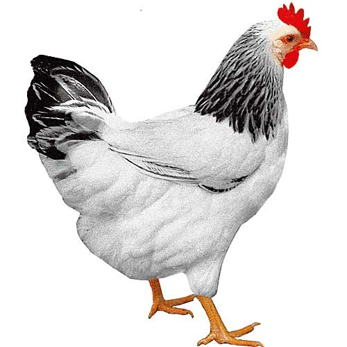 Фото 11. Цыплята кур Доминант с цветным и обычным яйцом