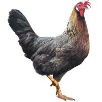 Цыплята кур Доминант с цветным и обычным яйцом