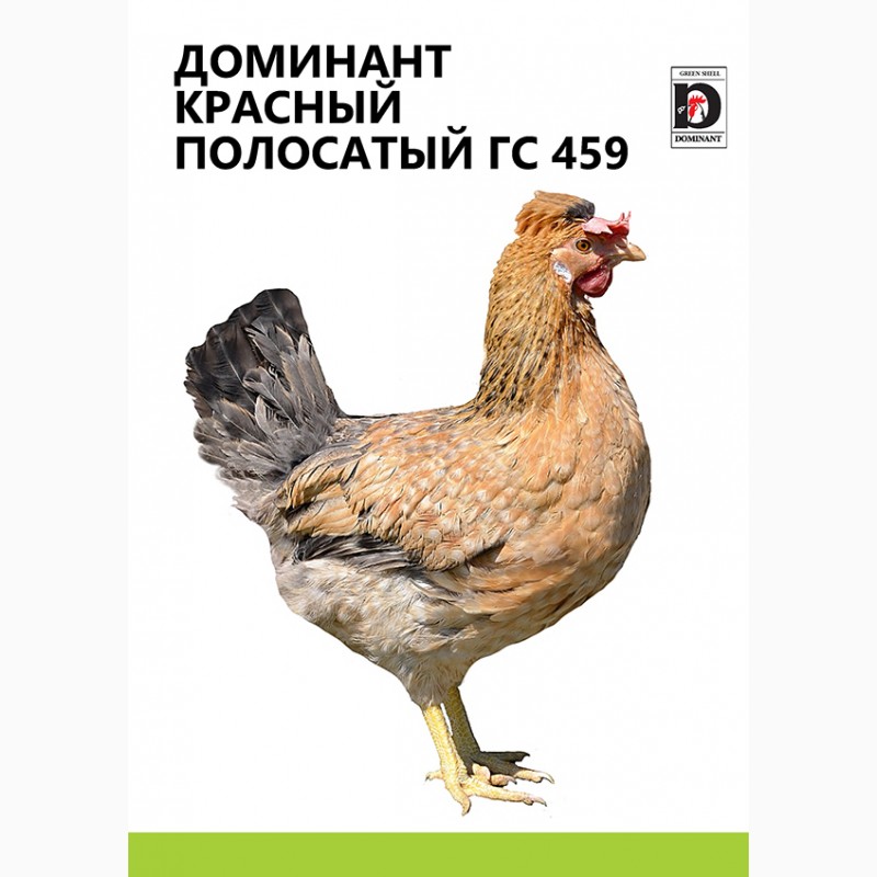 Фото 4. Цыплята кур Доминант с цветным и обычным яйцом