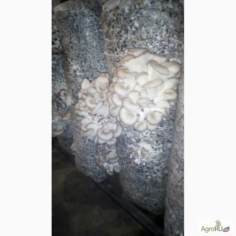Фото 2. Продаем свежие грибы вешенки