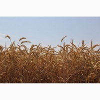Семена озимой мягкой пшеницы сорт Таня РС1