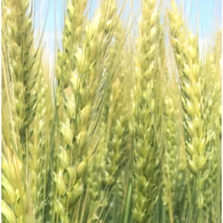Семена озимой пшеницы сорт Станичная ЭС/РС1/РС2