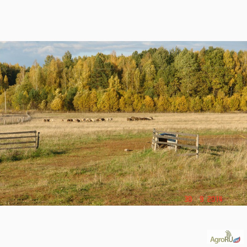 Фото 14. Продам животноводческую ферму (земля, строения, жилье) в 250 км от Москвы