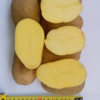 Картофель продовольственный Рогнеда 5+ от производителя РБ