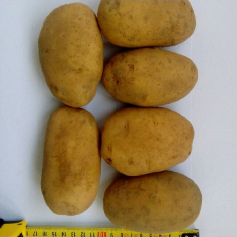 Фото 2. Картофель продовольственный Рогнеда 5+ от производителя РБ