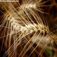 Пшеница оптом