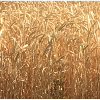 Семена озимой мягкой пшеницы сорт Капризуля ЭС