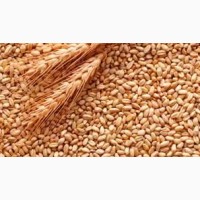 Закупаем зерно пшеницы полбы цельное до 400 тонн