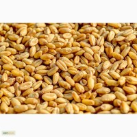 Семена Озимой пшеницы Лебедь урожая 2020