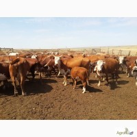 Продаём бычков казахской белоголовой породы