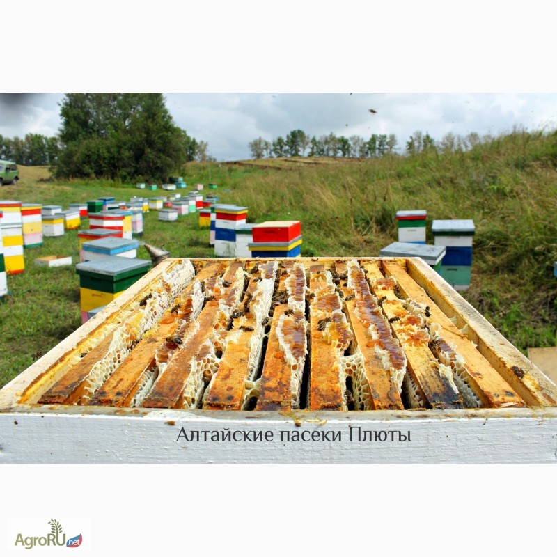 Фото 3. Алтайский мёд и другие продукты пчеловодства
