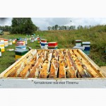 Алтайский мёд и другие продукты пчеловодства