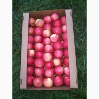 Яблоки Белорусские оптом