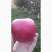 Яблоки Белорусские оптом