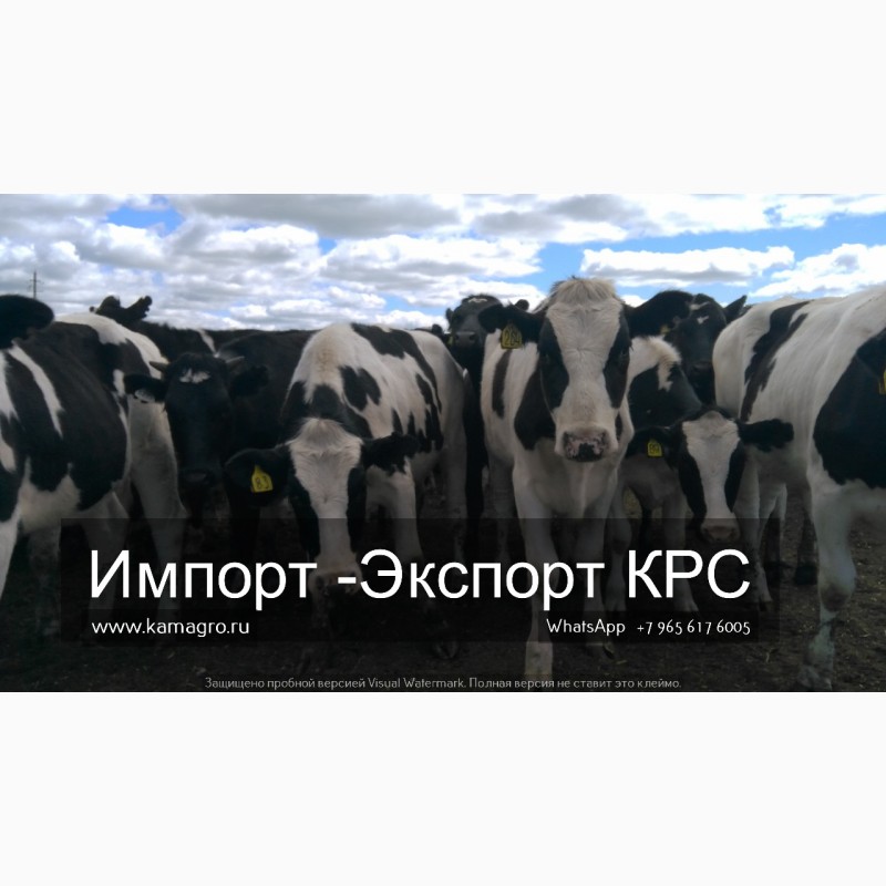 Фото 2. Продажа коров дойных, нетелей молочных пород в Краснодар