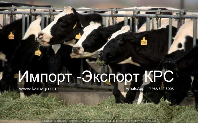 Фото 3. Продажа коров дойных, нетелей молочных пород в Краснодар