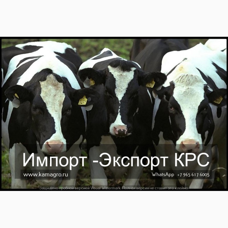 Фото 4. Продажа коров дойных, нетелей молочных пород в Краснодар