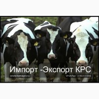 Продажа коров дойных, нетелей молочных пород в Краснодар