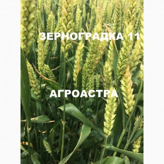 Продаю семена озимой пшеницы сорт Зерноградка 11 ЭС
