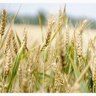 Семена озимой пшеницы сорт Степь